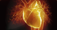 تاثیرات یک آنتی اکسیدان طبیعی بر سلامت قلب و عروق