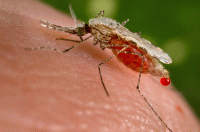 شناسایی آنتی بادی جدید انسانی که از عفونت مالاریا پیشگیری می کند