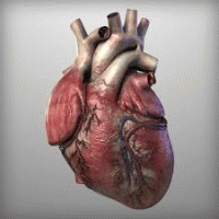  شیوع ۵۷ درصدی بیماری های قلبی در مردان بالای ۶۰ سال/ گزارش روزانه ۳۰۰ مرگ با آنفارکتوس قلبی 